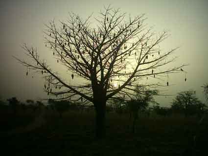Pays DOGON : Baobab au soleil couchant