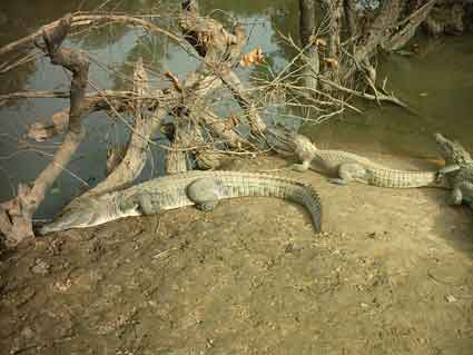 crocodiles (sacrés dans la région)