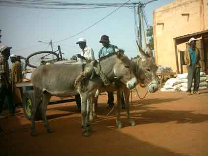 encore des anes