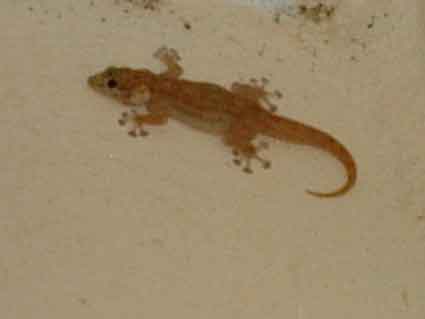 petit lezard