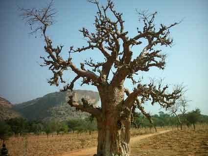 baobab